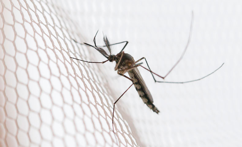 Antimosquitos, chinches, pulgas