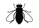 mosca