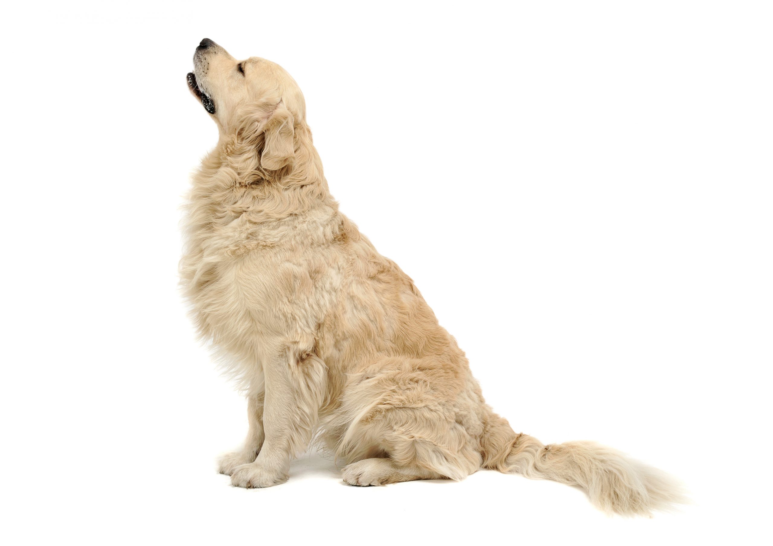 Ropa para perros
